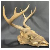 Deer Skull w Antlers Taxidermy Display Piece