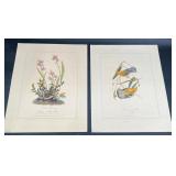 2 Audubon Art Prints ï¿½ Field Bunting & Swamp