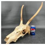 Elk Skull w Antlers in Natural Condition