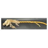 Native American Medicine Stick w Coyote Skull