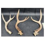 3 Deer Antlers w Varying Points & Sizes