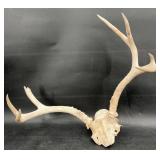 Deer Skull w Antlers Clean for Mounting