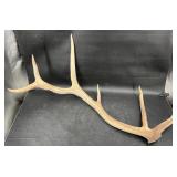 Elk Antler wï¿½Natural Finish