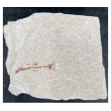 Fossilized Fish Specimen Limestone Slab