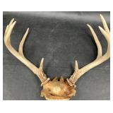 Set of Large Deer Antlers w Skull Plate