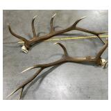 Pair Large Elk Antlers