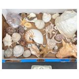 Seashells & Marine Specimens, Seahorses +