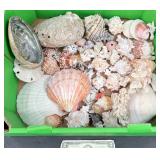 Natural Seashells & Coral Collection