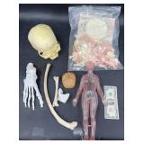 HumanAnatomical Models Skeletal Components