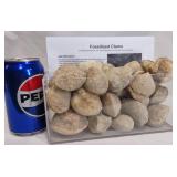 Small Fossilized Clam Specimens