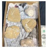 6 Fossils in Sandstone- Cretaceous Era +