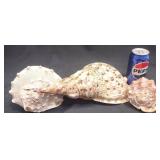 3 Natural Marine Gastropod Seashells