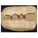 Mosasaur Teeth in Sandstone Matrix, Cretaceous