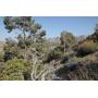 Wrightwood CA 3.33 AC Hilltop Land For Sale Panoramic View