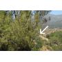 Tujunga CA Land For Sale at City of Los Angeles in LA County