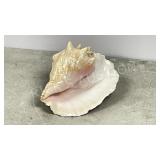 10.5' wide conch shell