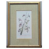 Vintage Original Signed Botanist Drawing