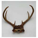 Deer Antlers 6 point