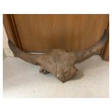 Ancient Bison Fossilized Skull