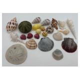 Lot of Pretty Shells & Sand Dollar