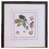 *Antique DuHamel Fruit Hand Colored Giclï¿½e