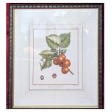 *Antique DuHamel Fruit Hand Colored Giclï¿½e