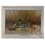 ï¿½Afternoon Pintailsï¿½ by Richard Clifton