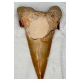 Fossilized Shark Tooth