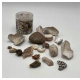 Variety of Rocks & Shells