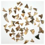 Shark Teeth