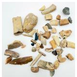 Lot of Fossilized Teeth and Bone