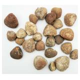 Lot of Small Fossilized Marine Shells