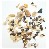 Lot of Fossilized Teeth