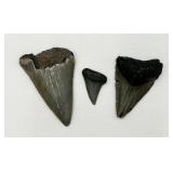 Fossilized Sharks Teeth