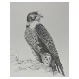 Vtg Print Signed Pen & Ink Drawing Falcon