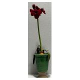 Amaryllis in Decorative Ceramic Urn