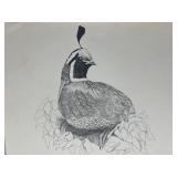 Vtg Print Signed Pen & Ink Drawing of Quail