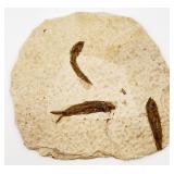 Knightia Fossil Fish Plate