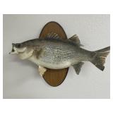 24' Mounted Hybrid Striped Bass