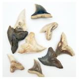 Shark Teeth