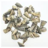 Horn Coral Found Washington County AR