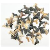 Shark Teeth