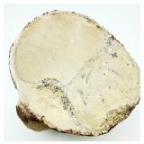 Cretaceous Fossil Sea Sponge