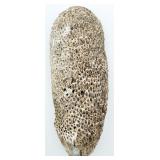 Fossilized Colonial Coral