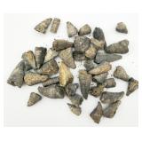 Horn Coral