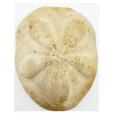 Large Fossilized Sea Biscuit