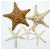5 Star Fish