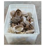 Large Lot of Misc Sea Shells/ Corals