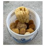 Misc Lot of Sea Sponges