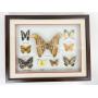 Moth Specimen Shadowbox